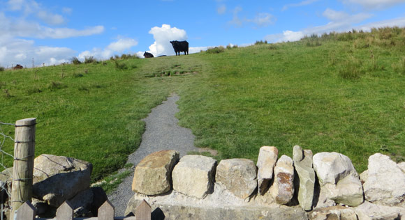 Cows-on-Whernside-route