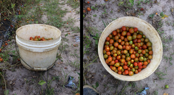 Bucket of cherry tomatoes