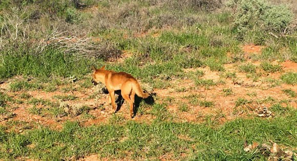 Dingo in Cape Range National Park