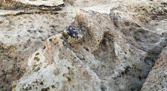 Dinosaur footprint in a rock broome