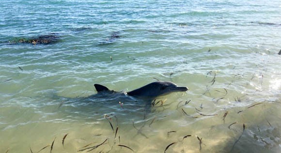 Dolphin at Monkey Mia Shark Bay