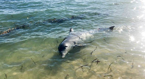 Dolphins at Monkey Mia