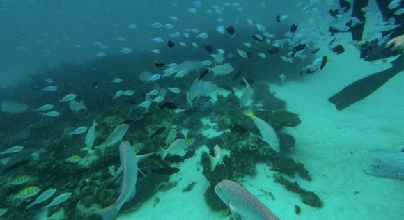Fish on Ningaloo reef manta tour