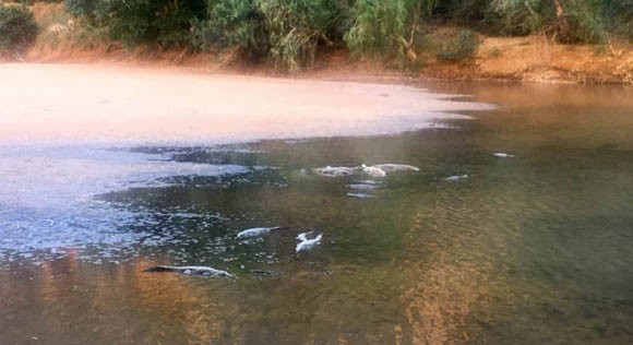 Fresh water crocodiles gibb river road