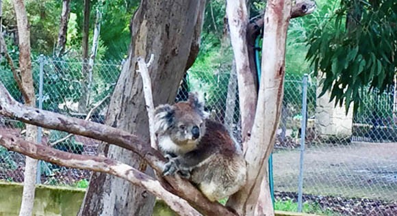 Koala Boardwalk Yanchep