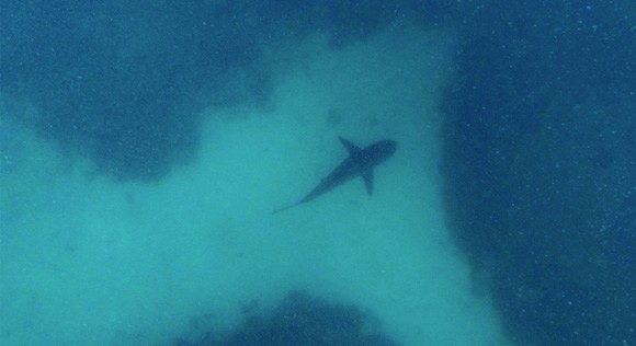 Reef shark at coral bay