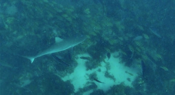 Reef shark coral bay