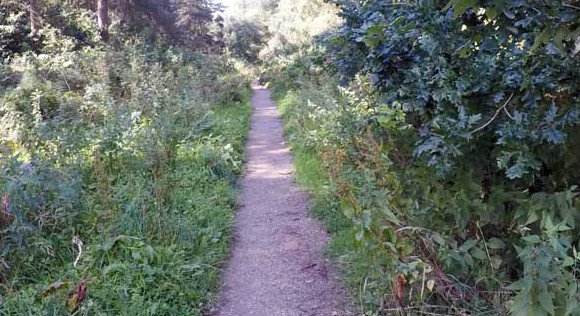 Clear path through the woods