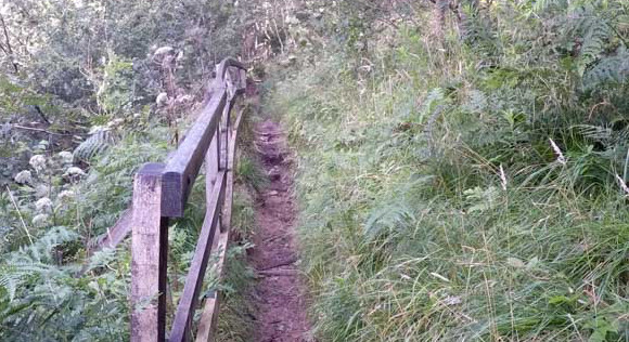 Narrow path through the woods