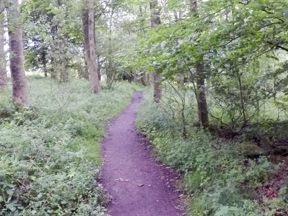 path through wood