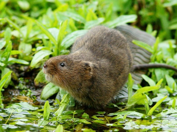 water vole