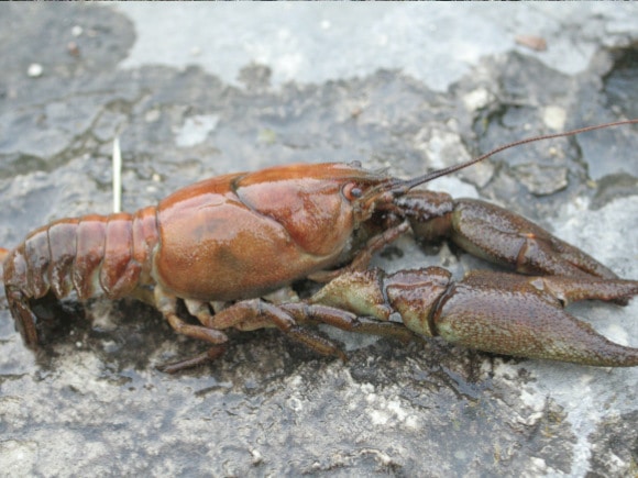 white clawed crayfish