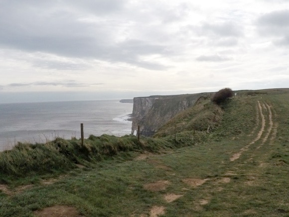 Bempton Cliffs 4