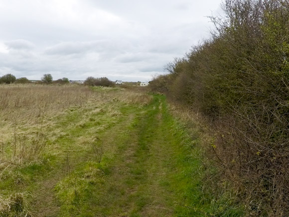 Bempton Cliffs