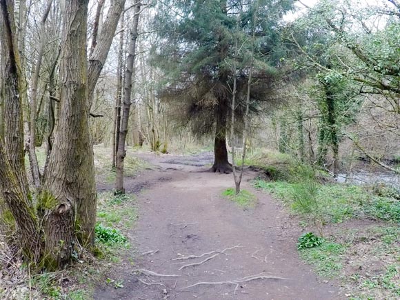 River Nidd Gorge Walk