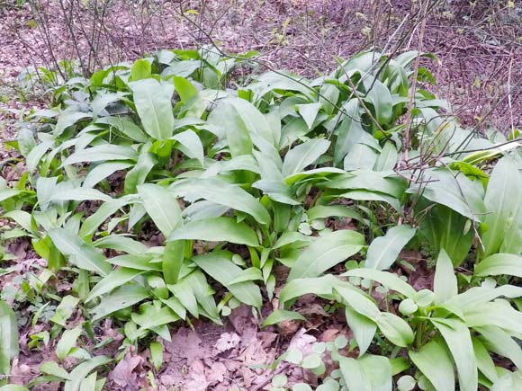 Wild garlic near River Nidd