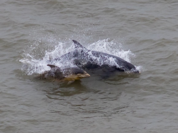 dolphins at Bempton Cliffs