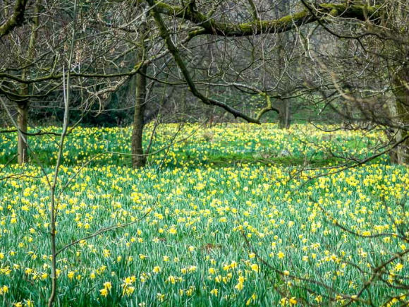 Daffodil Example