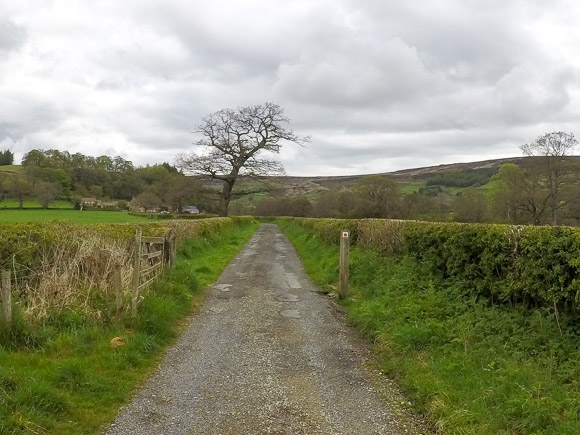 Farndale Daffodil Walk 10