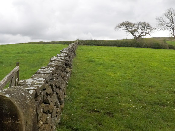 Farndale Daffodil Walk 14