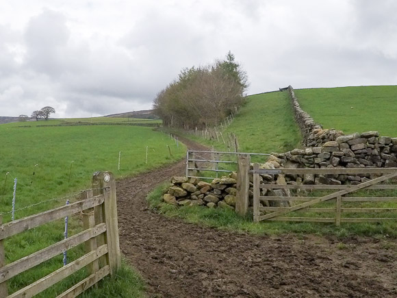 Farndale Daffodil Walk 1