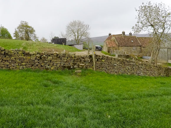 Farndale Daffodil Walk 27