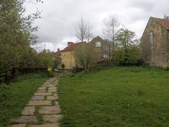 Farndale Daffodil Walk 9