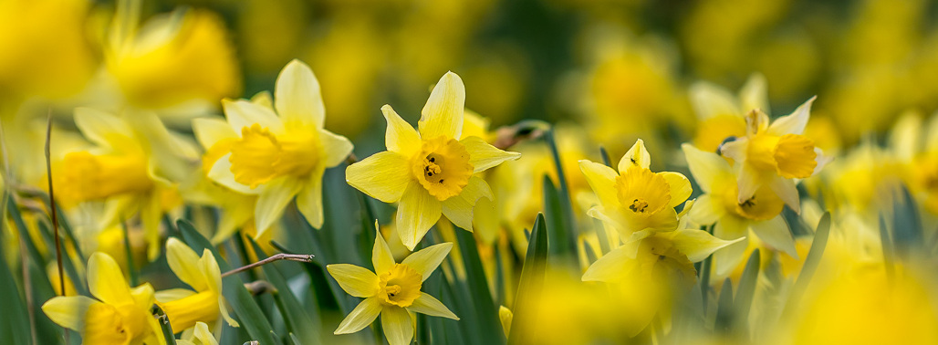 Farndale Daffodil Walk featured image