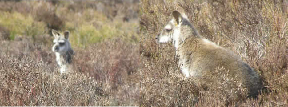 Wallabies at The Roaches